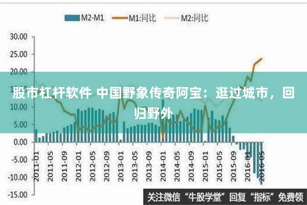 股市杠杆软件 中国野象传奇阿宝：逛过城市，回归野外