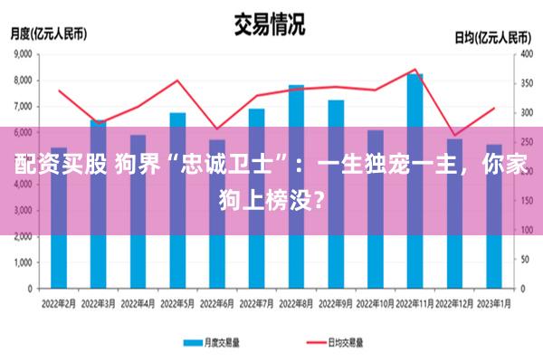 配资买股 狗界“忠诚卫士”：一生独宠一主，你家狗上榜没？